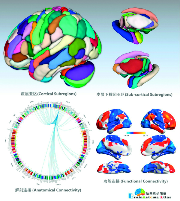 5  全新人类脑图谱.jpg