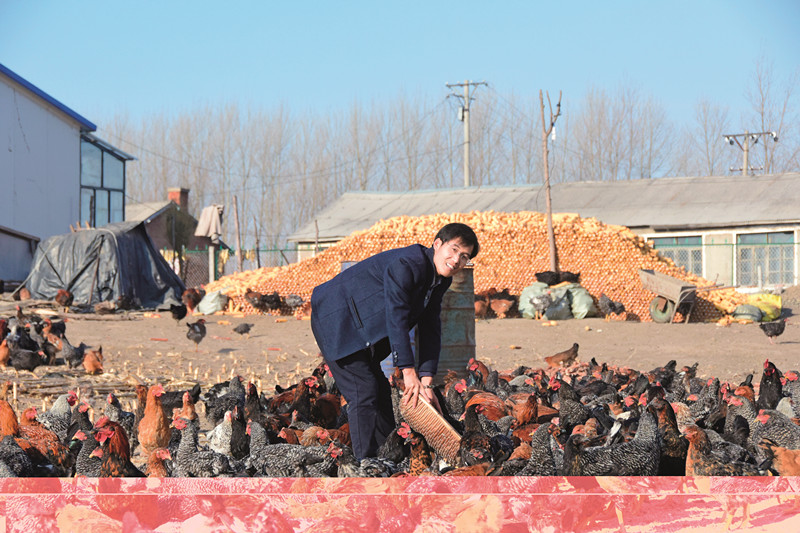 大学生返乡创业养殖小笨鸡，利用互联网销售到北上广.jpg