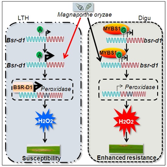 1. 水稻Bsr-d1基因位点抗稻瘟病的分子机理.jpg
