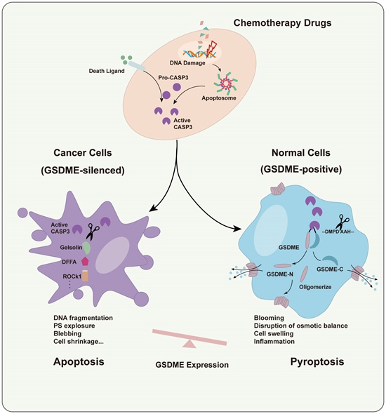4. GSDME决定化疗药物诱导癌细胞和正常细胞分别发生凋亡和焦亡.jpg