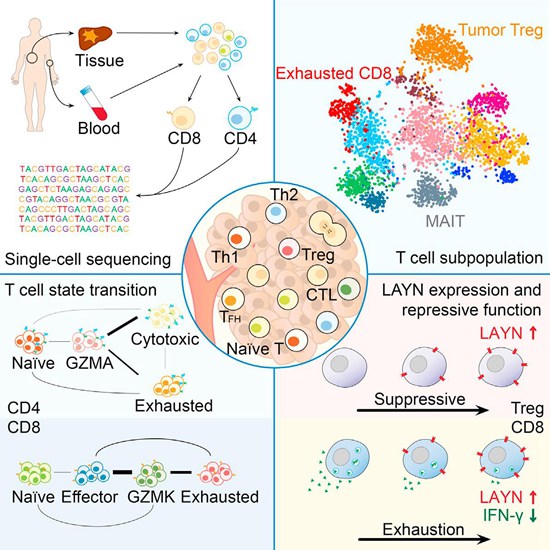 6. 肿瘤浸润免疫细胞单细胞测序研究.jpg